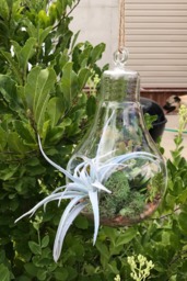 Hanging Light Blub Glass Vase With Artificial Grass Succulent & A Monarch Butterfly - thumbnail 1