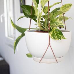 Wall Plant Hook Rose Thread Hanger For Hanging Plants Holder Wooden - thumbnail 3