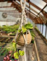Macrame Pottery Planter - Hanging