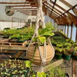 Macrame Pottery Planter - Hanging - thumbnail 4