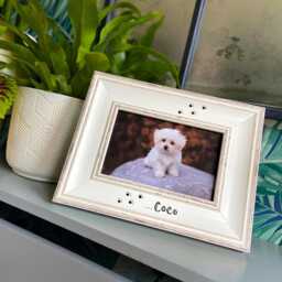 "Dog Or Cat Photo Frame - Personalised/Including Paws Prints Vintage Shabby Chic Style 6x4"" 7x5" - thumbnail 1