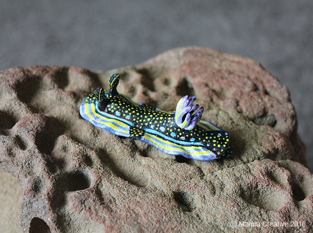 Sizi The Nudibranch - Felimare Agassizii - image 1