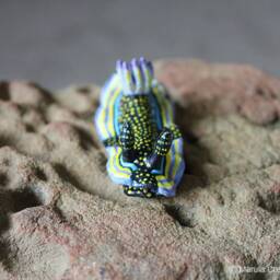 Sizi The Nudibranch - Felimare Agassizii - thumbnail 3