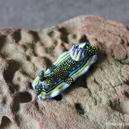 Sizi The Nudibranch - Felimare Agassizii - thumbnail 2