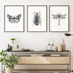 Black & White Insect Illustrations Set Of 3 Contemporary Unframed Prints Modern, Art For Home, Contemporary Prints - thumbnail 1