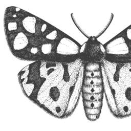 Black & White Insect Illustrations Set Of 3 Contemporary Unframed Prints Modern, Art For Home, Contemporary Prints - thumbnail 2