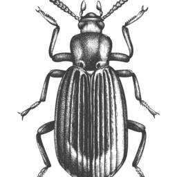 Black & White Insect Illustrations Set Of 3 Contemporary Unframed Prints Modern, Art For Home, Contemporary Prints - thumbnail 3
