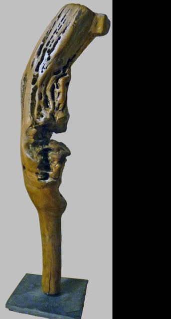 "Natural Sculpture in Driftwood From The Loire ""Rictus" - image 1