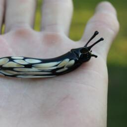 Spotted Slug Glass Sculpture Glass Slug Lampwork Glass Animals Handcrafted Snail - thumbnail 3