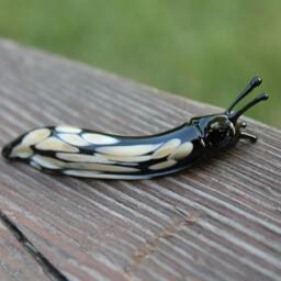 Spotted Slug Glass Sculpture Glass Slug Lampwork Glass Animals Handcrafted Snail - thumbnail 2