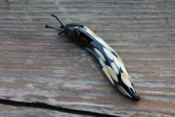 Spotted Slug Glass Sculpture Glass Slug Lampwork Glass Animals Handcrafted Snail