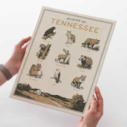 Tennessee Wildlife Wall Art Print - Vintage Animal Poster Design, Archival Quality Matte Fine Art Print. Outdoor, State Gift - thumbnail 1