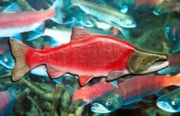 Hand-Made & Painted Wood Kokanee Salmon Magnet