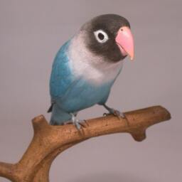 Masked Lovebird - B Hand Carved Wooden Bird - thumbnail 3