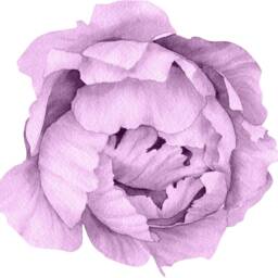 Purple Peony #15 Removable Fabric Wall Decal Individual Blooming Peonies Baby Girl Room Nursery Decor - Customize Your Own Sticker Set - thumbnail 4