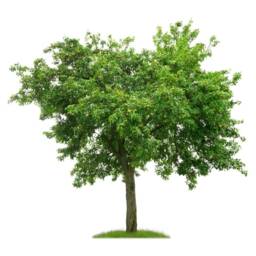 Wardrobe - 99 cm Pear Wood - thumbnail 3