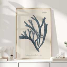 Antique Seaweed Wall Art, Vintage Rhodymenia Variolosa Botanical Print, Ocean Algae Poster For Bathroom, Coastal Kitchen Or Beach House - thumbnail 1