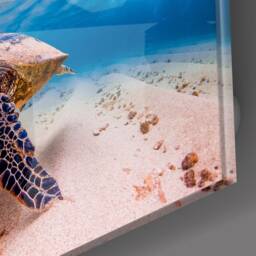 Sea Turtle Glass Wall Art - Underwater Ocean Scene Tempered Print For Bathroom, Living Room & Coastal Decor - thumbnail 3