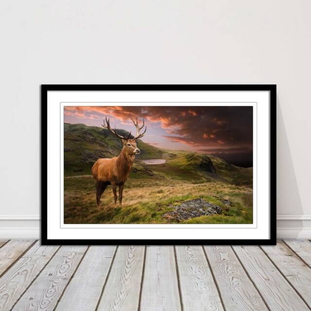 stag in An Autumn Forest Sunset. Framed Picture With Choice Of Frame Colours & Options - image 1