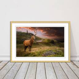 stag in An Autumn Forest Sunset. Framed Picture With Choice Of Frame Colours & Options - thumbnail 2