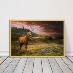 stag in An Autumn Forest Sunset. Framed Picture With Choice Of Frame Colours & Options - thumbnail 3