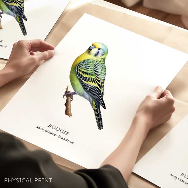 Bird Print, Budgie Poster, Garden Birds, Tropical Lover Gift, Watching, Illustration, Wall Decor - image 1
