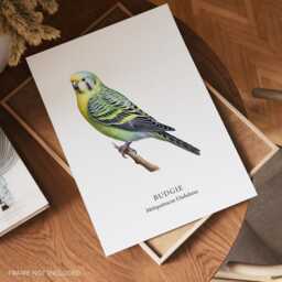 Bird Print, Budgie Poster, Garden Birds, Tropical Lover Gift, Watching, Illustration, Wall Decor - thumbnail 2