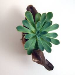 Original Duck Bowl, Flower Pot, Succulent Planter, 3D Printed, Wooden Dish - thumbnail 3
