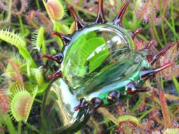 Glass Venus Flytrap Transparent Green - thumbnail 1