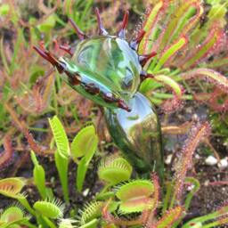 Glass Venus Flytrap Transparent Green - thumbnail 3