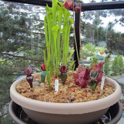Glass Venus Flytrap Transparent Green - thumbnail 4