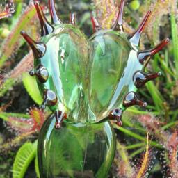 Glass Venus Flytrap Transparent Green - thumbnail 2