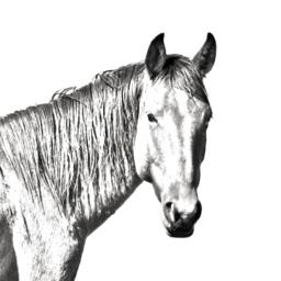 Namib Desert Horse - Wooden Stand For Candles/Pens With The Image Of A New Collection - thumbnail 2