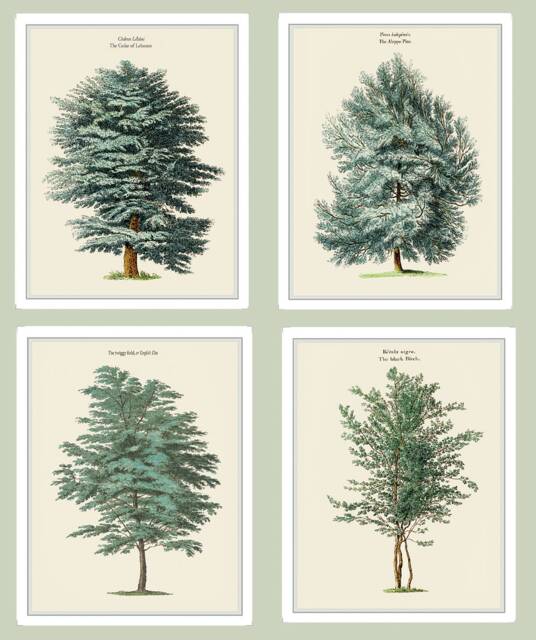 Set Of 4 Tree Prints, Cedar, Elm, Pine, Birch Gicl??e Botanical Wall Art - image 1