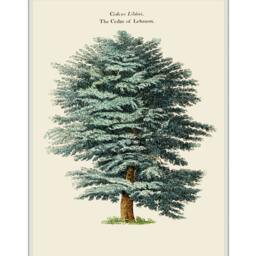 Set Of 4 Tree Prints, Cedar, Elm, Pine, Birch Gicl??e Botanical Wall Art - thumbnail 3