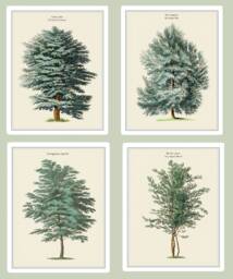 Set Of 4 Tree Prints, Cedar, Elm, Pine, Birch Gicl??e Botanical Wall Art - thumbnail 1