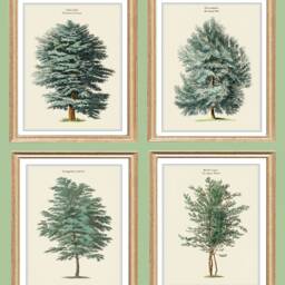 Set Of 4 Tree Prints, Cedar, Elm, Pine, Birch Gicl??e Botanical Wall Art - thumbnail 2