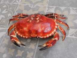 Cast Iron Crab Sculpture Hand-Painted Trinket Box, Nautical Decor - thumbnail 1