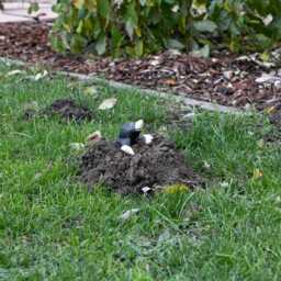 Maulwurf Gartendeko Maulwurfsfigur - thumbnail 2