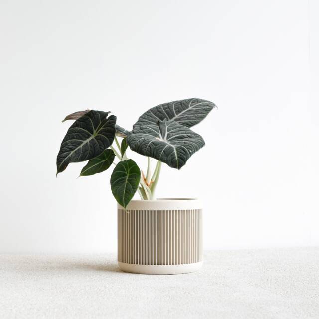 White Indoor Planter - Japan Original Gift For Plant Lovers - image 1