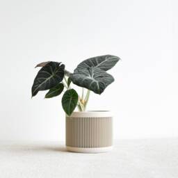 White Indoor Planter - Japan Original Gift For Plant Lovers