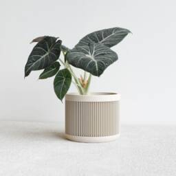 White Indoor Planter - Japan Original Gift For Plant Lovers - thumbnail 2