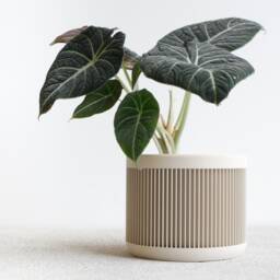 White Indoor Planter - Japan Original Gift For Plant Lovers - thumbnail 3