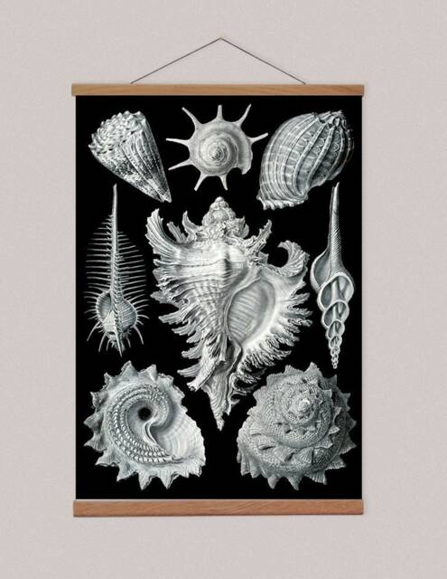 Seashells Canvas Print With Magnetic Wooden Hanger, Coastal Wall Art - image 1