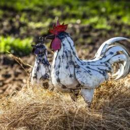 Hand Crafted Metal White Cockerel. Recycled Outdoor Garden Sculpture. Chicken Hen Cockerel - thumbnail 3