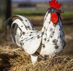 Hand Crafted Metal White Cockerel. Recycled Outdoor Garden Sculpture. Chicken Hen Cockerel