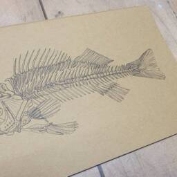 Drawn Perch Skeleton Moleskine Journal - thumbnail 4