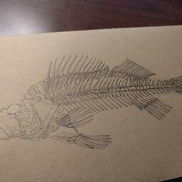 Drawn Perch Skeleton Moleskine Journal - thumbnail 2
