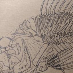 Drawn Perch Skeleton Moleskine Journal - thumbnail 3