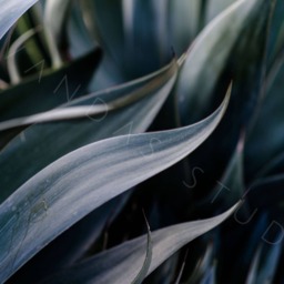Printable Wall Art, Greenery, Photography, Instant Download, Decor, Boho, Photo, Print - thumbnail 2